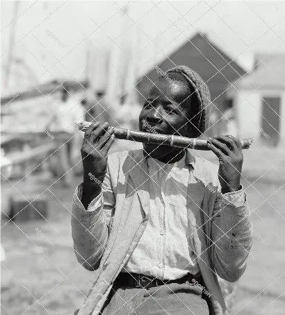 Sweet Sugar Cane – Nausau  (early 1900s)